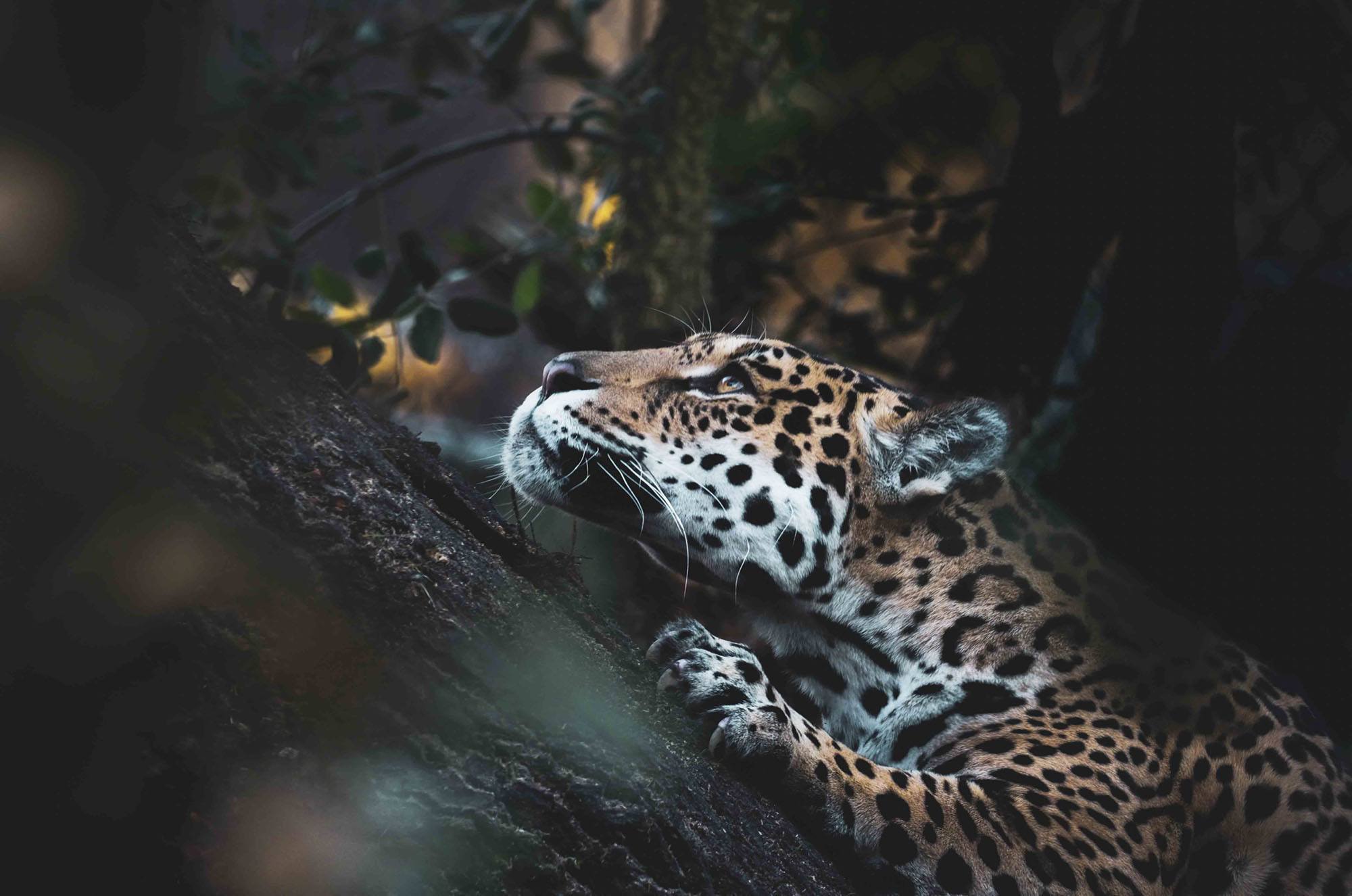 Jaguar - Wall Print - Siehu Photography