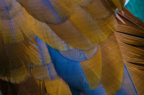 sun parakeet, Feathers,Animal, Wild life, Siehu-Photograpohy