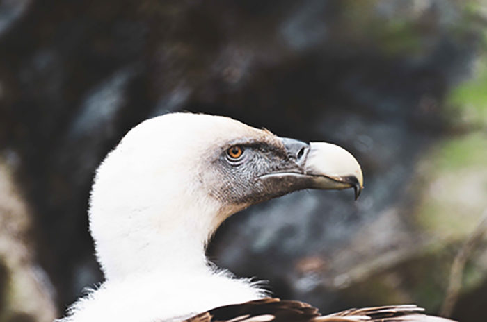 griffon vulture Animal, Wild life, Siehu-Photograpohy