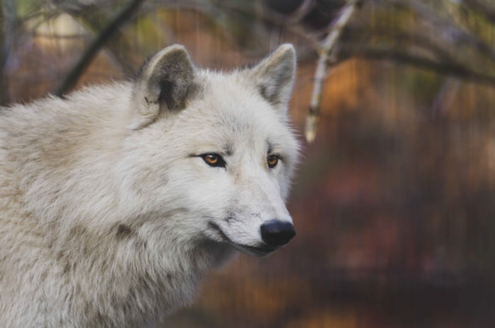 Hudson Bay wolf Animal, Wild life, Siehu-Photograpohy